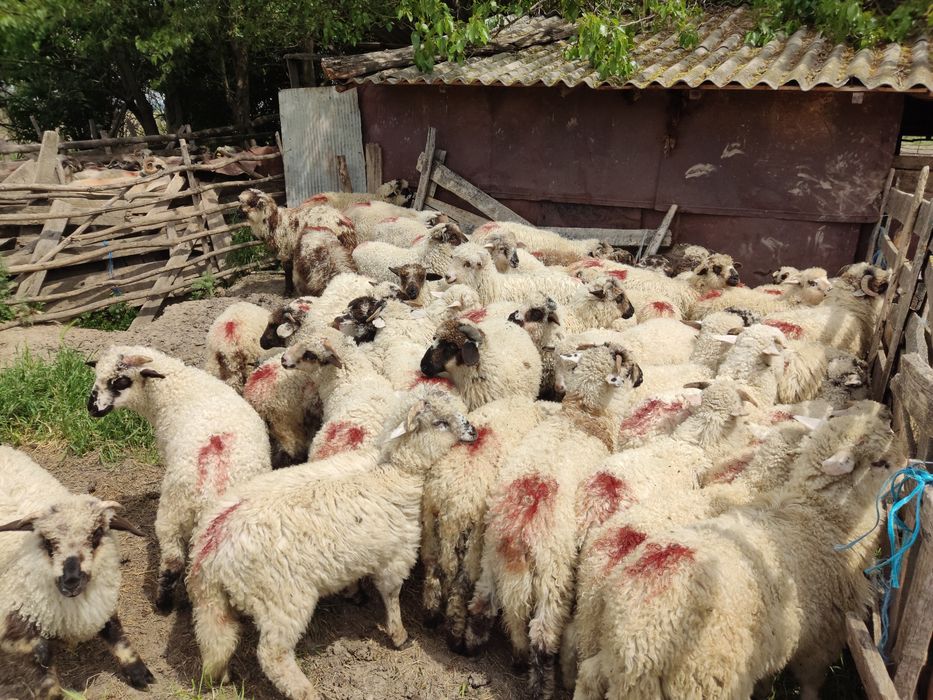Vand 50 miei turcani
