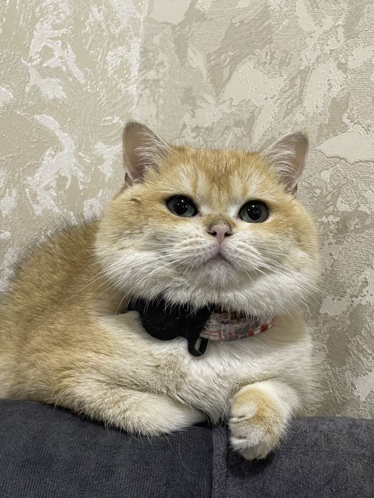 Vyazkaga britanskaya zalataya shinshilla, oltin rangli mushuk