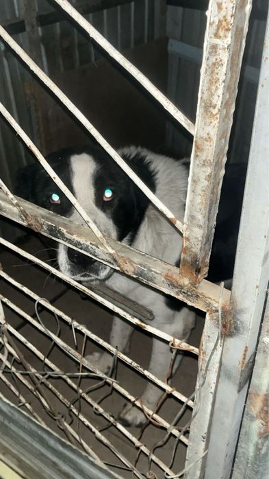 Продается сао аоабай