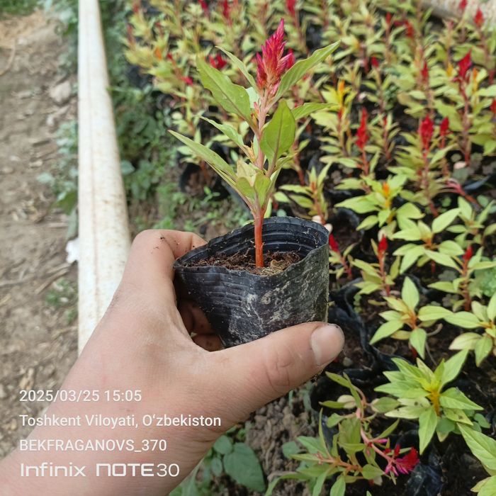 Трасса учун гуллар