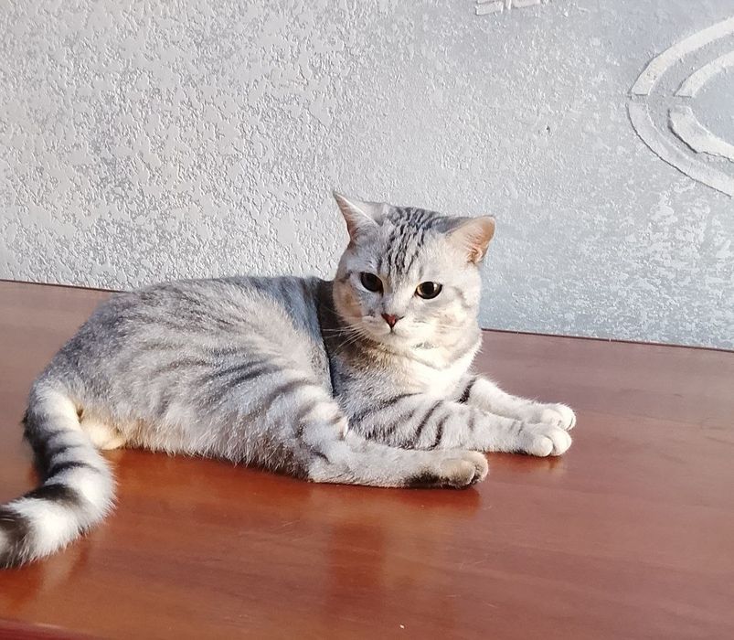 Mushuk sotiladi skotish strayt