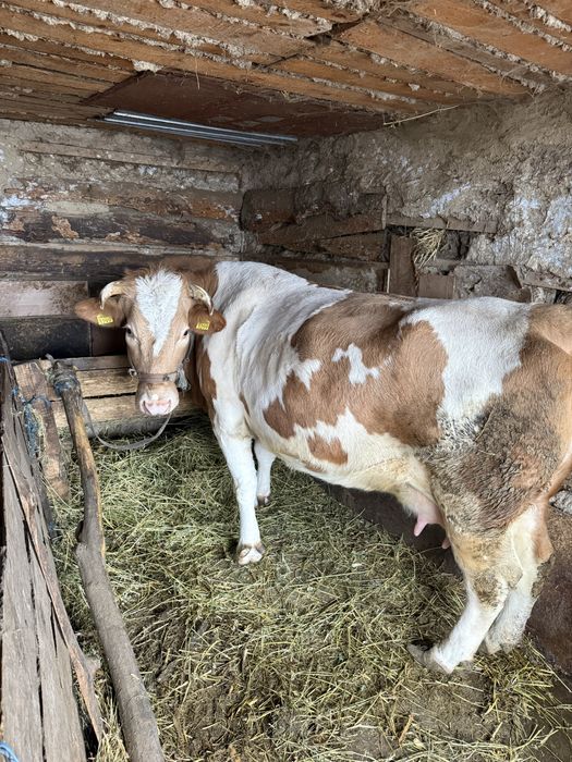 Vand vaca baltata romaneasca