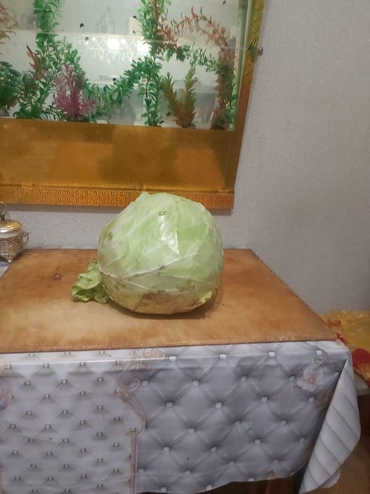 Дача, общество "Союз"