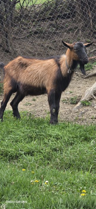 Țap alpin francez ciut,o capră și un ied