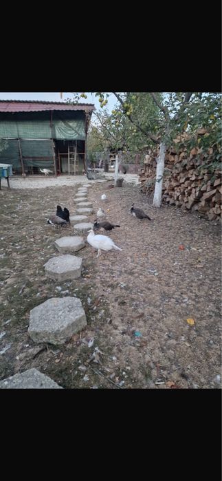 Pauni de vanzare