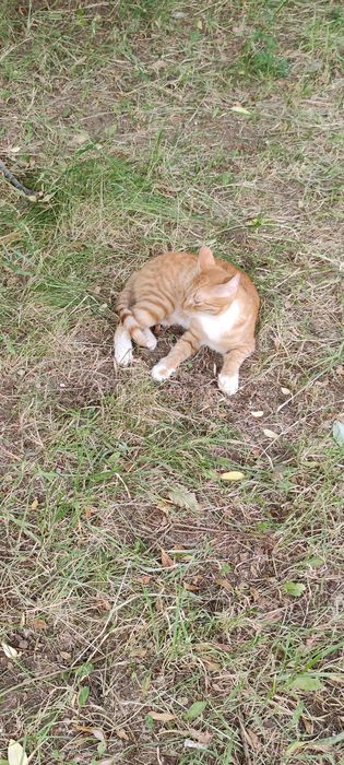 Рыжий котик, подросток