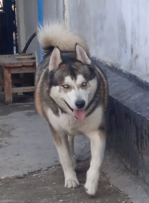 Животные, собаки