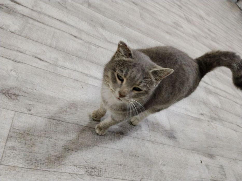 Кошка домашняя, послушная