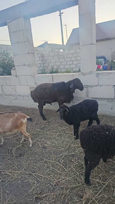 Продам козы и бараны