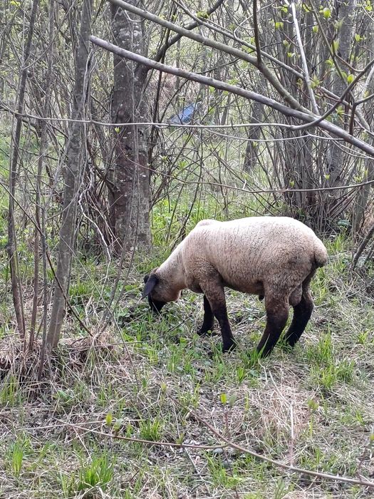 Berbecuti Suffolk