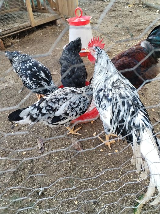 Familie italiene 2+1 pita pinta