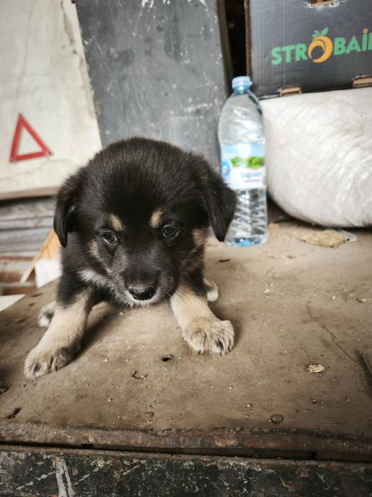 Подаряват се две мъжки и две женски кученца на 40 дни към 15.01. Пород