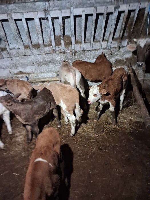 Vând tauras baltat și belgieni