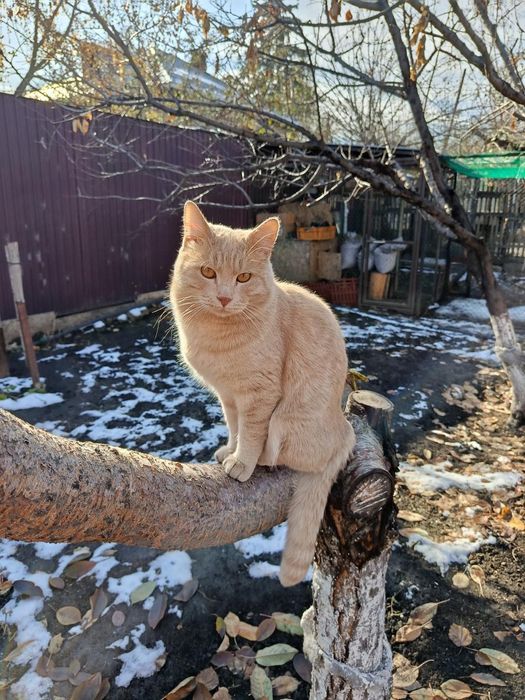 Потерялся котик !!