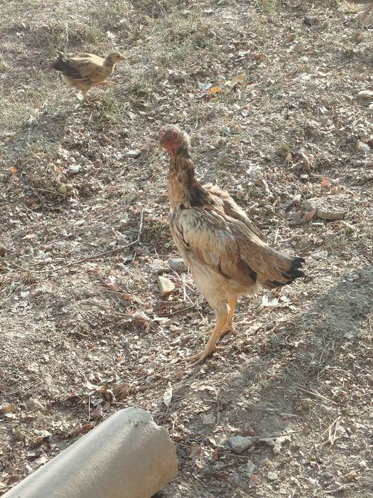 Tovuq yaxshi boqilgan