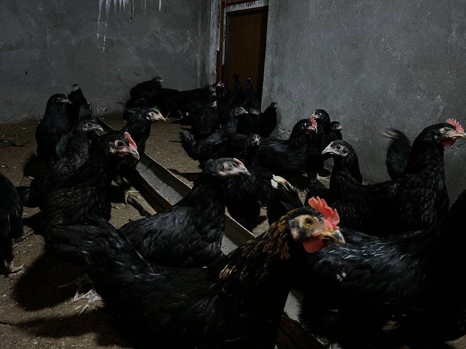 4 oylik tovuqlar sotilmoqda