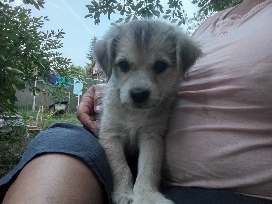 Căței adopție donatie