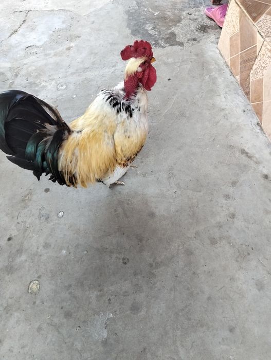 Vând cocoș tânăr