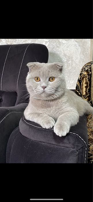 Шотландский кот на вязку (фолд)