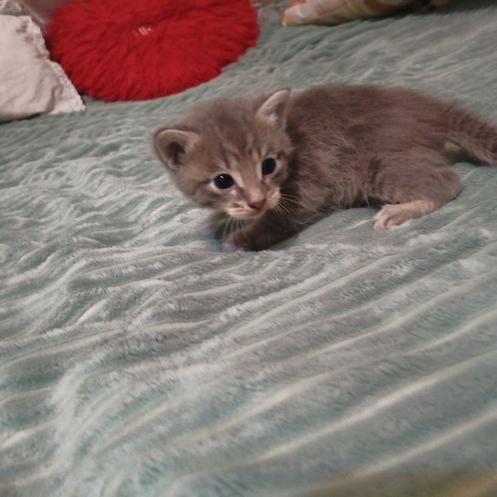 Отдам котят. Девочка и мальчик