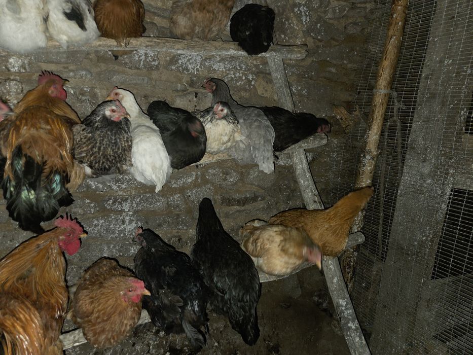 Продам домашние куры