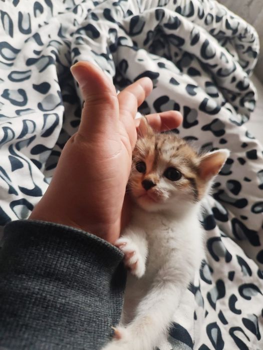 Отдам котят в хорошие руки