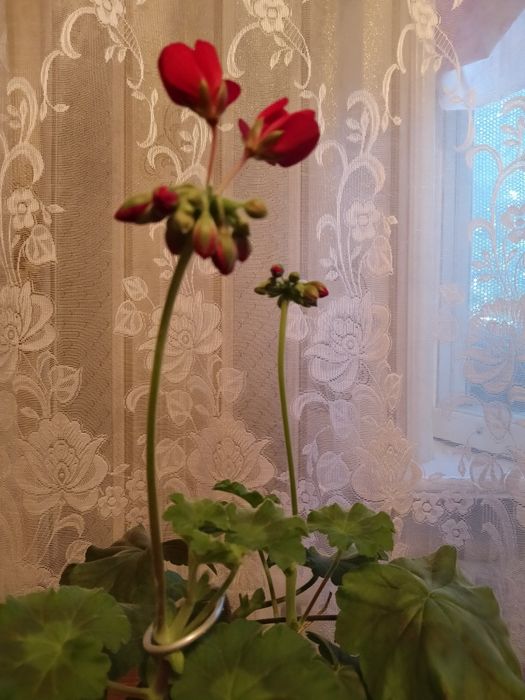 Пеларгония (герань)