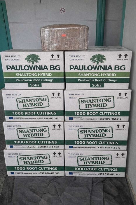 Пауловния БГ ООД   фиданки Shan Tong – промо пакети и коренови резници