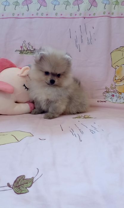 Продам щенков шпица миники и стандарт