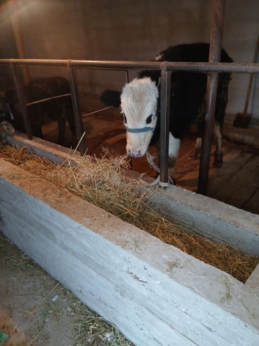 Бұқа сатылады. .