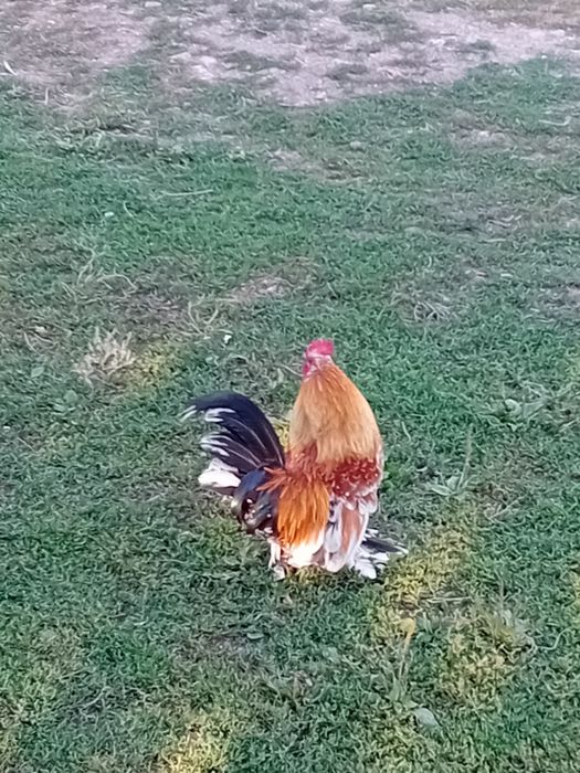 Cocos liliputi de vanzare