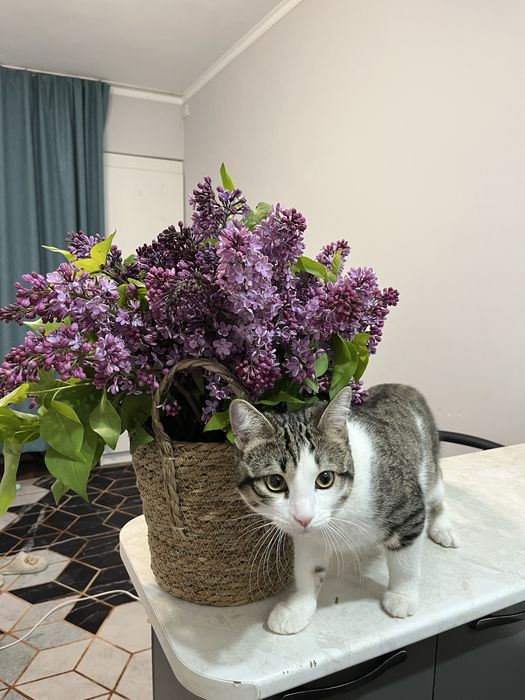 Кот, Кастрирован, полностью домашний.