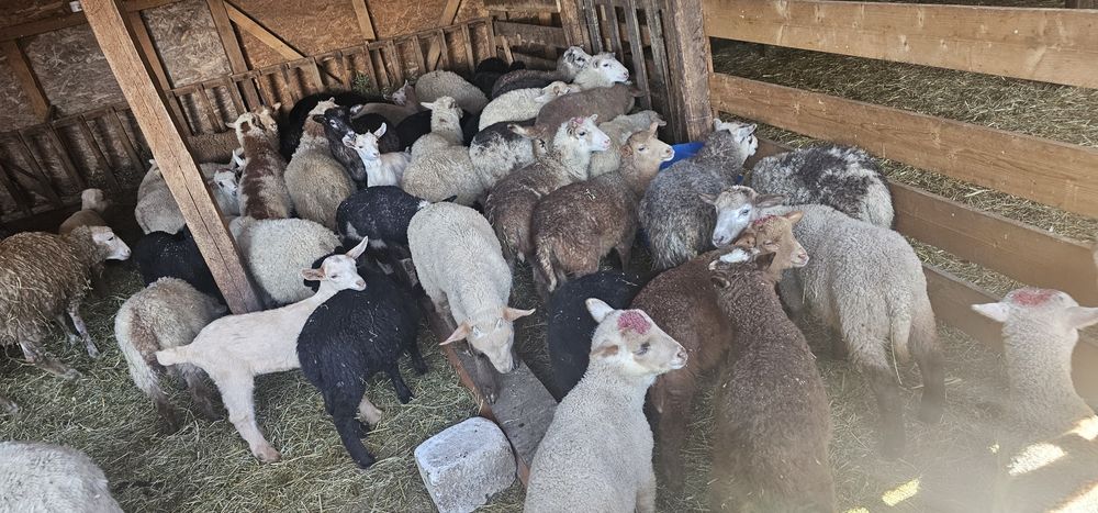 Vand miei pentru paste