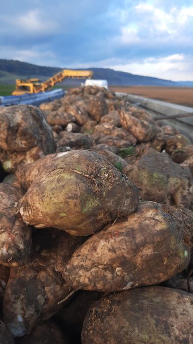 Sfecla de zahar pentru animale oi,vaci,capre,vitei‼