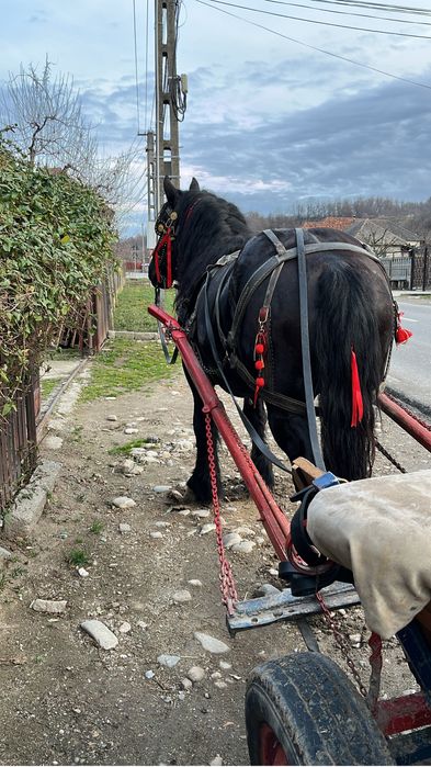 Armăsar de vânzare!