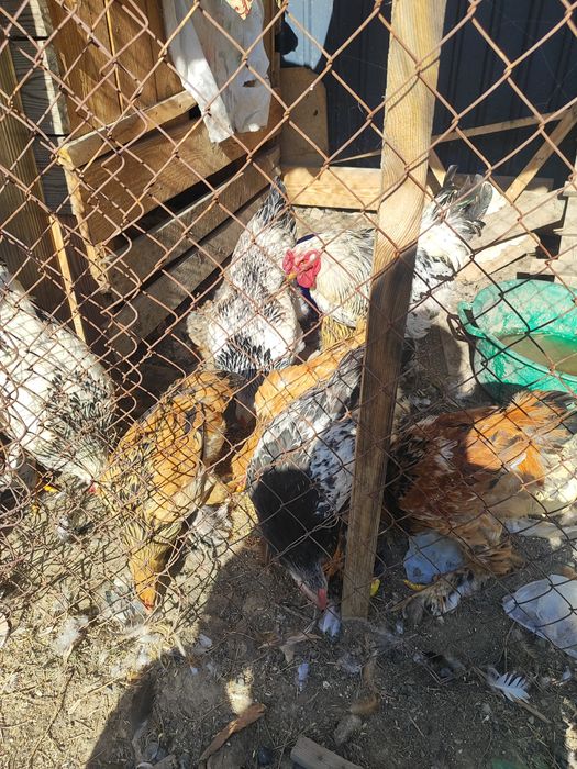 Продам кур брама и цепляет