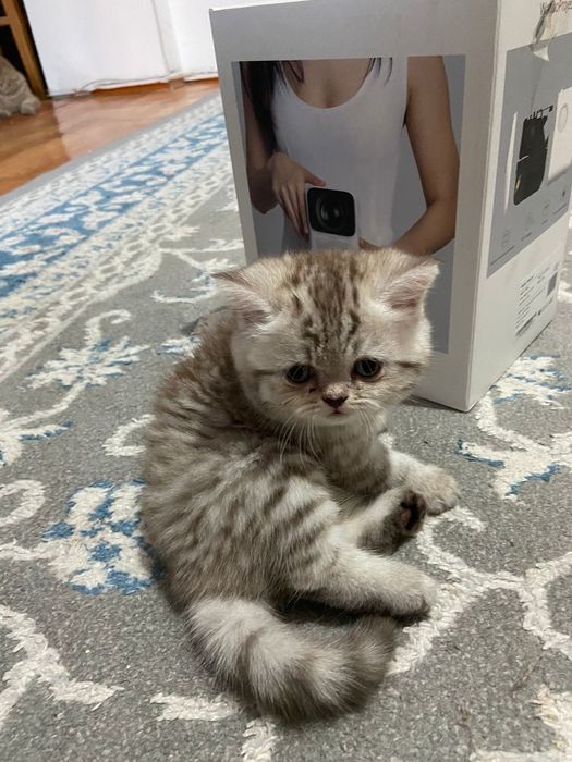 Скоттиш фолд. Кот. Вязка