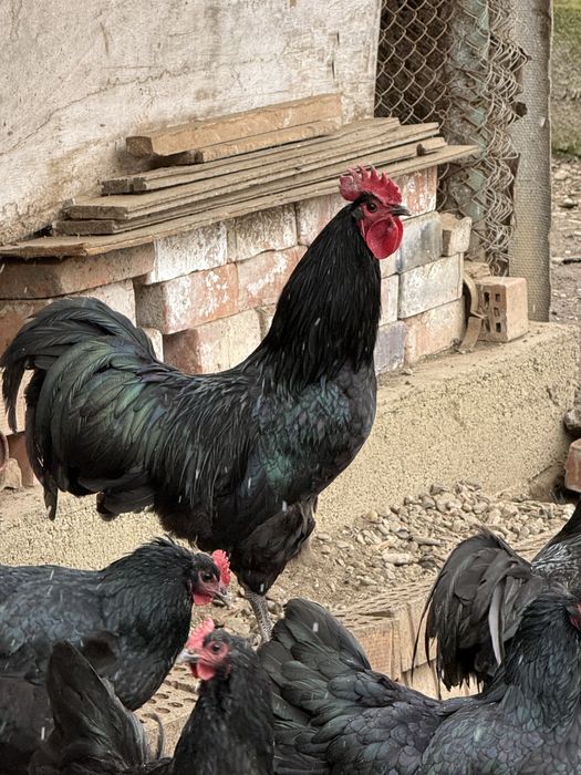 Cocosi Australorp