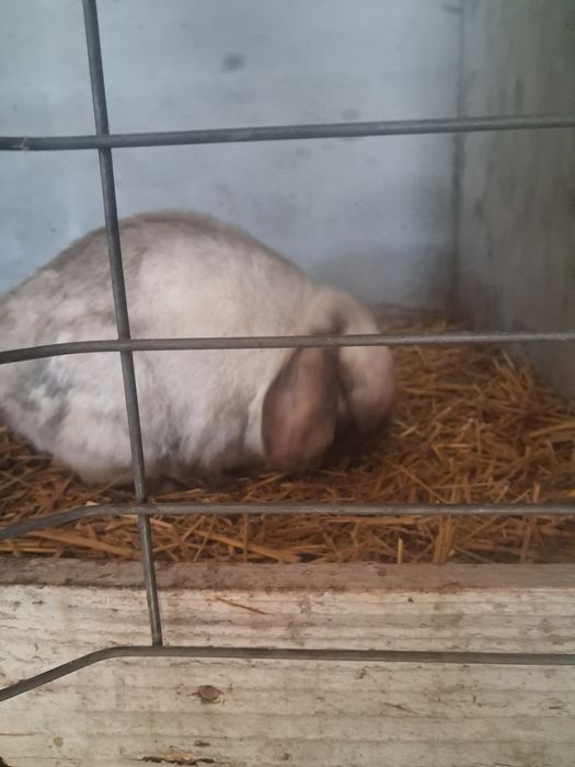 Vând o pereche berbec pitic iepuri