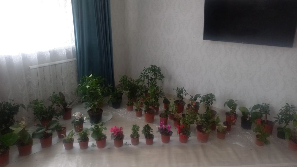 Комнатние растения