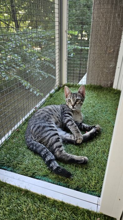 Adoptie pui pisica baietel