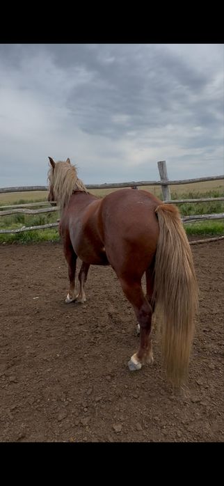 Айғыр сатылады 7 жасар