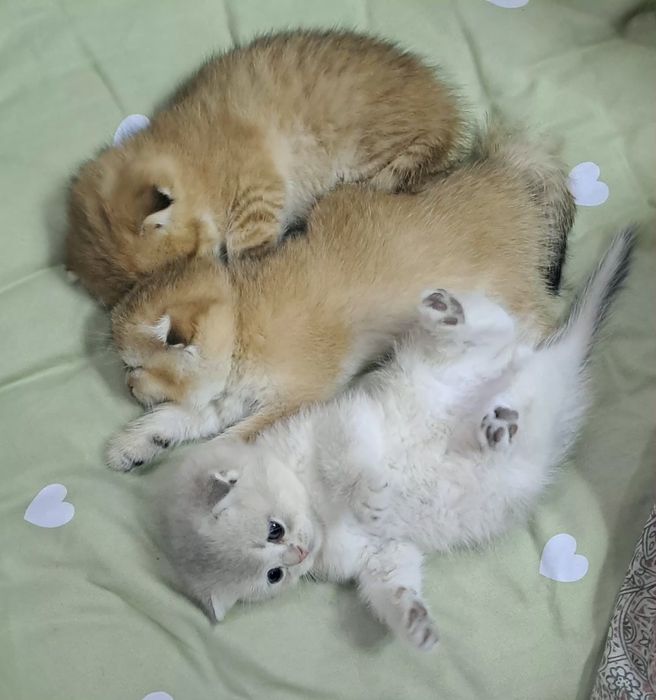 Продается котята