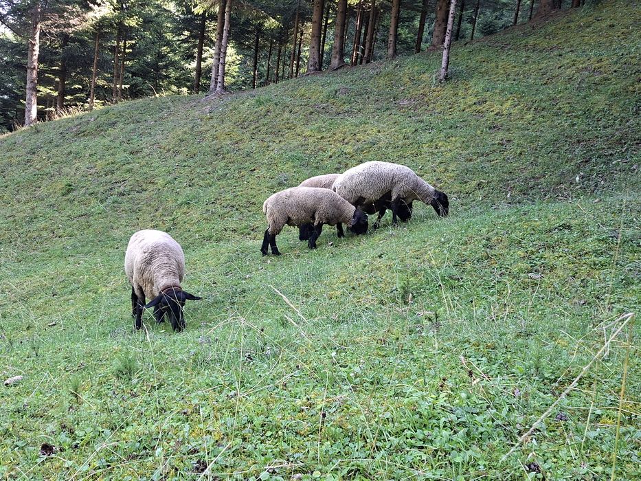 Oi suffolk de vânzare