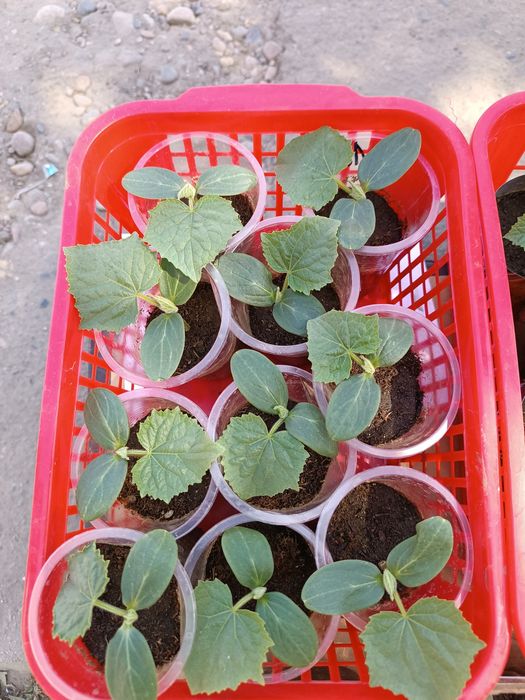 Продам рассаду огурцов