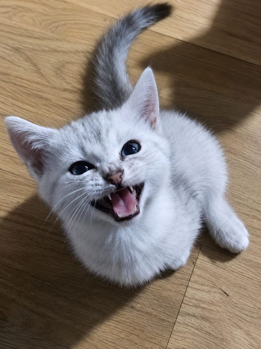 Шотландские котята мальчики и девочка