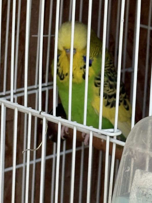 Papagali perusi standard