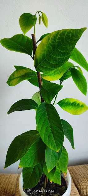 Dafin pomișor, Rozmarin, Arbore de Cafea, Cherimoya - plante bio