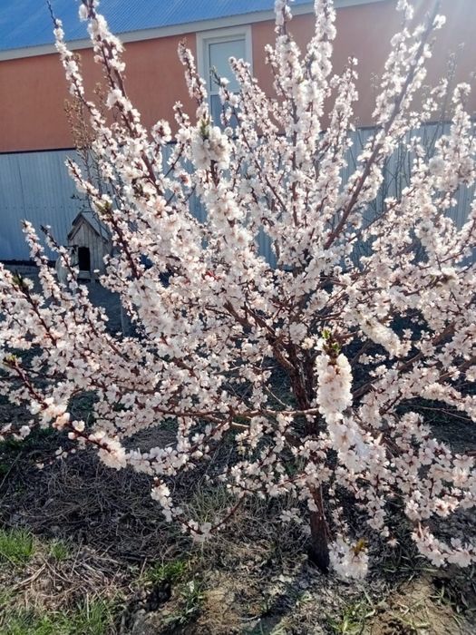 Продается дом в микрорайоне жулдыз