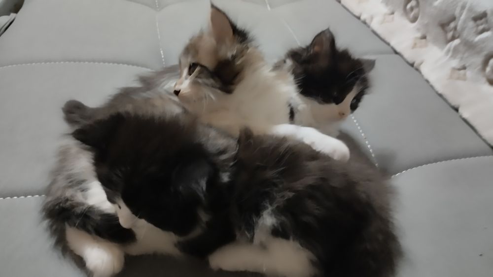 Котята норвежской лесной кошки